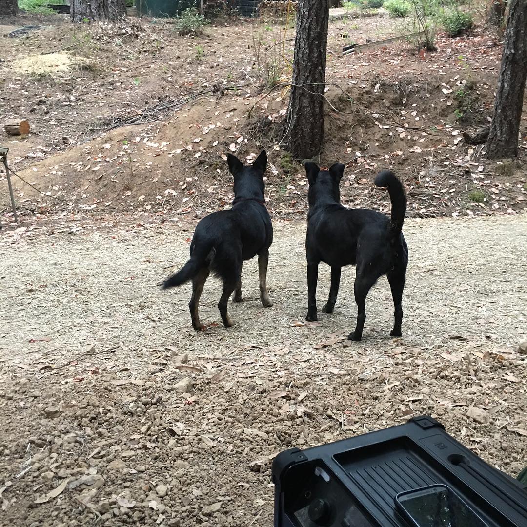 Nesta and Zoe standing together at HulaHoopCamp and looking into the forest